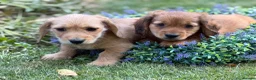 Mixed Breed dogs for sale: Two beautiful dachshund x schweenie  in Chester - Advert 5