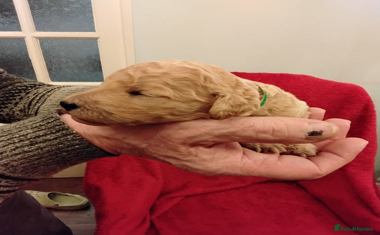 Standard Poodle dogs Beautiful KC Reg Standard Poodle Puppies - Advert 3