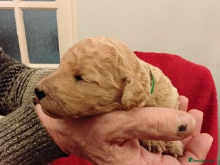 Standard Poodle dogs Beautiful KC Reg Standard Poodle Puppies - Advert 2