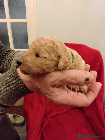 Standard Poodle dogs Beautiful KC Reg Standard Poodle Puppies - Advert 3