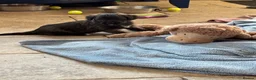 Mixed Breed dogs for sale: F1 Cairndoodle Puppies  - Advert 14