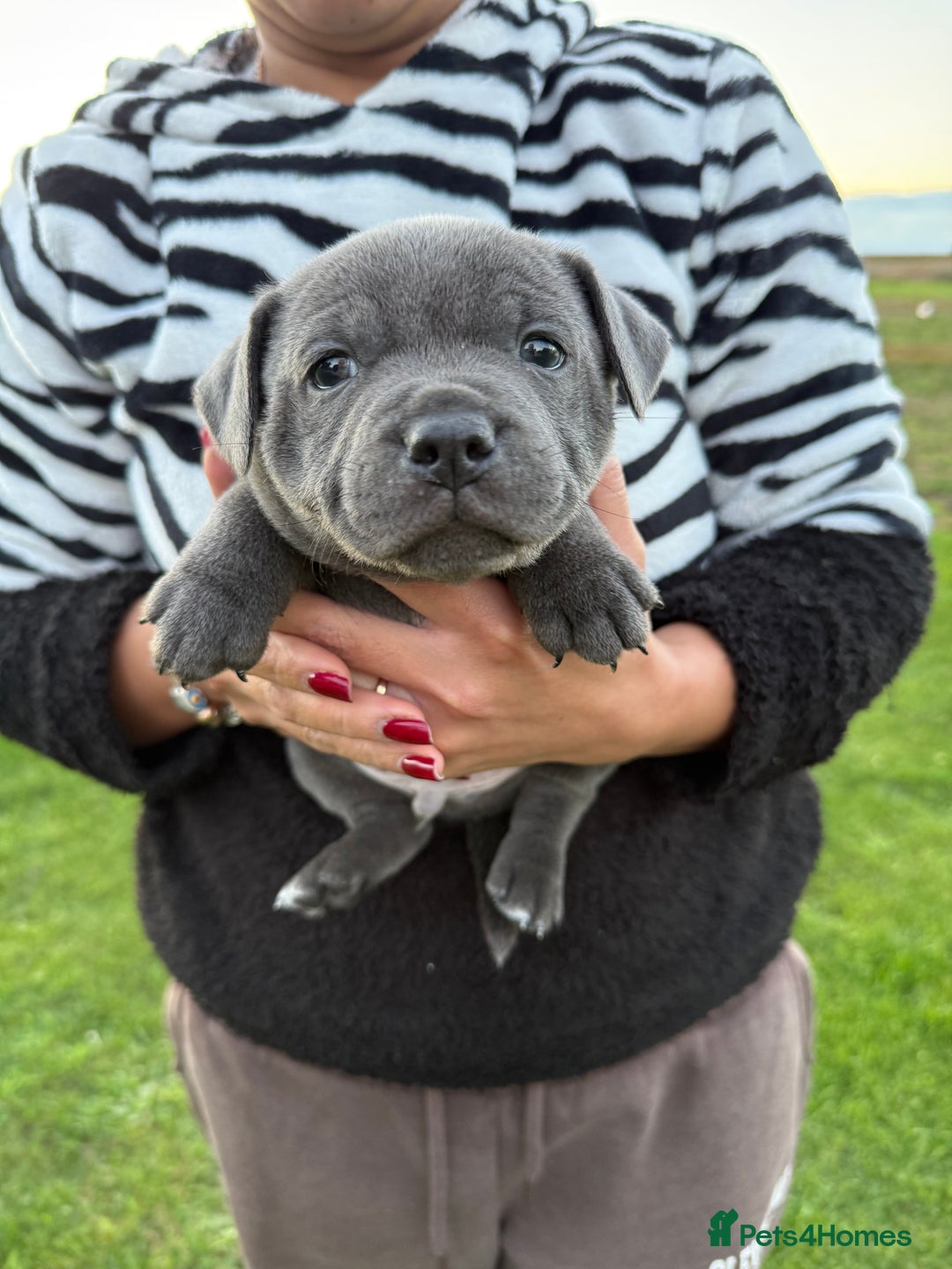 Staffordshire Bull Terrier dogs for sale: Gorgeous KC Reg/Health Tested Blue SBT Puppies - Image 29