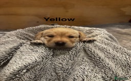Labrador Retriever dogs for sale: English yellow Labradors  - Image 8