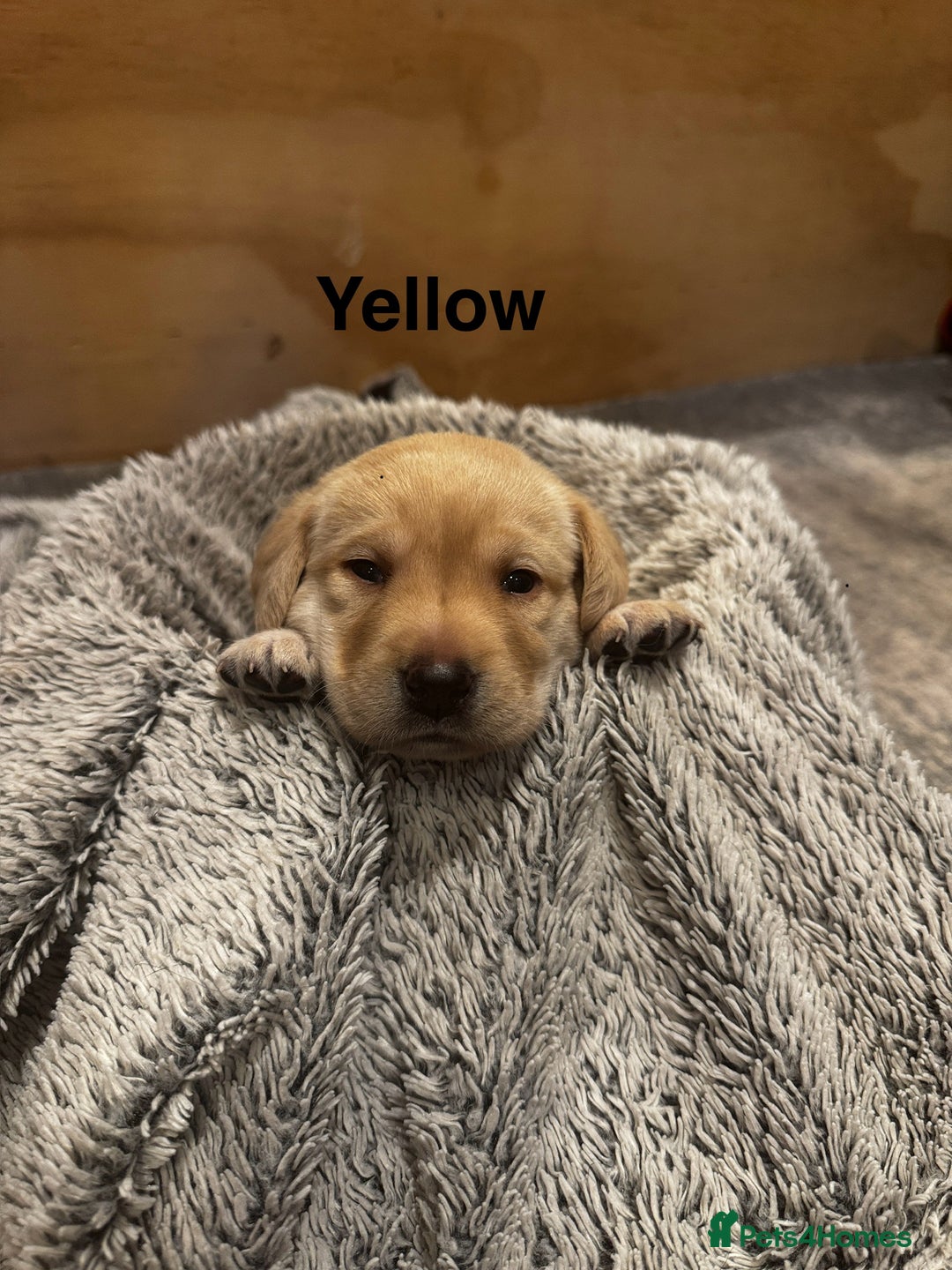 Labrador Retriever dogs for sale: English yellow Labradors  - Image 8