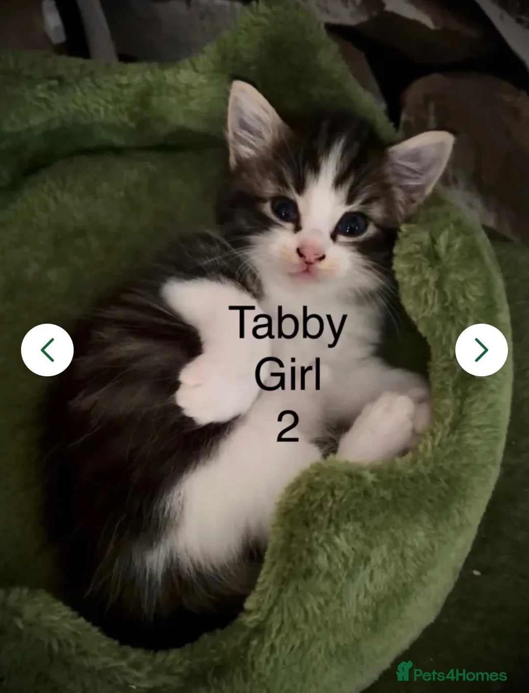 Mixed Breed cats for sale: Persian mix tabbies - Advert 2