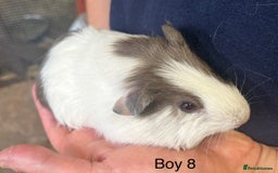 Guinea Pig rodents for sale: Baby guinea pigs for sale  in Winsford - Image 7