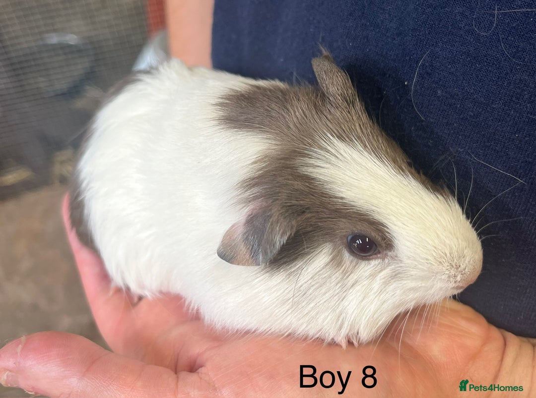 Guinea Pig rodents for sale: Baby guinea pigs for sale  in Winsford - Image 7