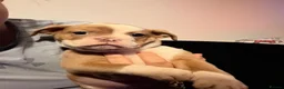 Old Tyme Bulldog dogs for sale: Old tyme bulldogs  in Jarrow - Advert 13