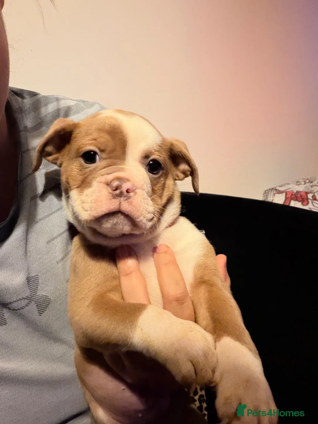 Old Tyme Bulldog dogs for sale: Old tyme bulldogs  in Jarrow - Advert 13
