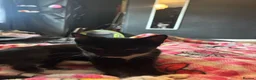 Mixed Breed cats for sale: 10 week old female kitten  in Leeds - Advert 4