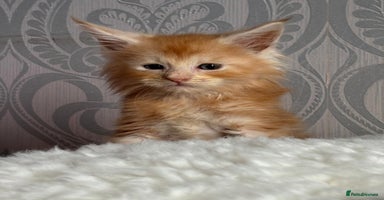 Maine Coon cats - Advert 6