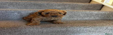 Cockapoo 1