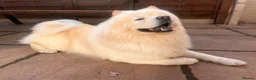 Chow Chow dogs for stud: 🦁 STUD DOG AVAILABLE — Proven Cream Chow Chow - Advert 10