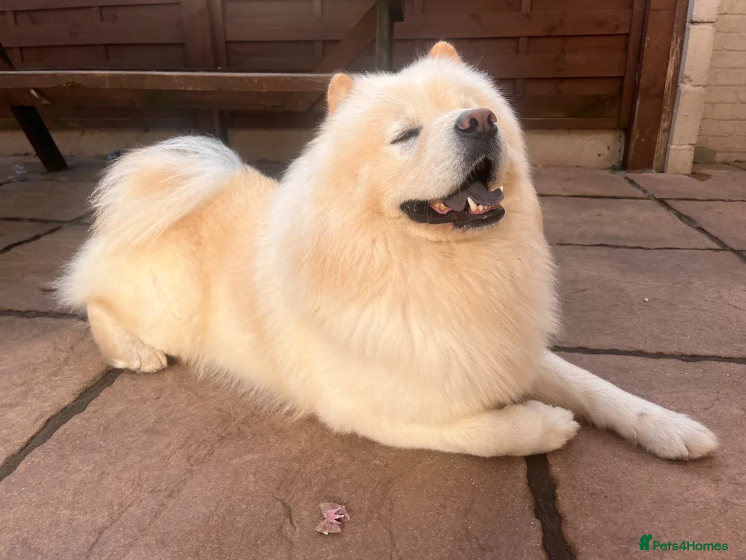 Chow Chow dogs for stud: 🦁 STUD DOG AVAILABLE — Proven Cream Chow Chow - Advert 10