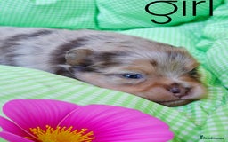 Pomeranian dogs for sale:  KC Teddy Face Merle, Black Exquisite Petite Girls - Advert 1