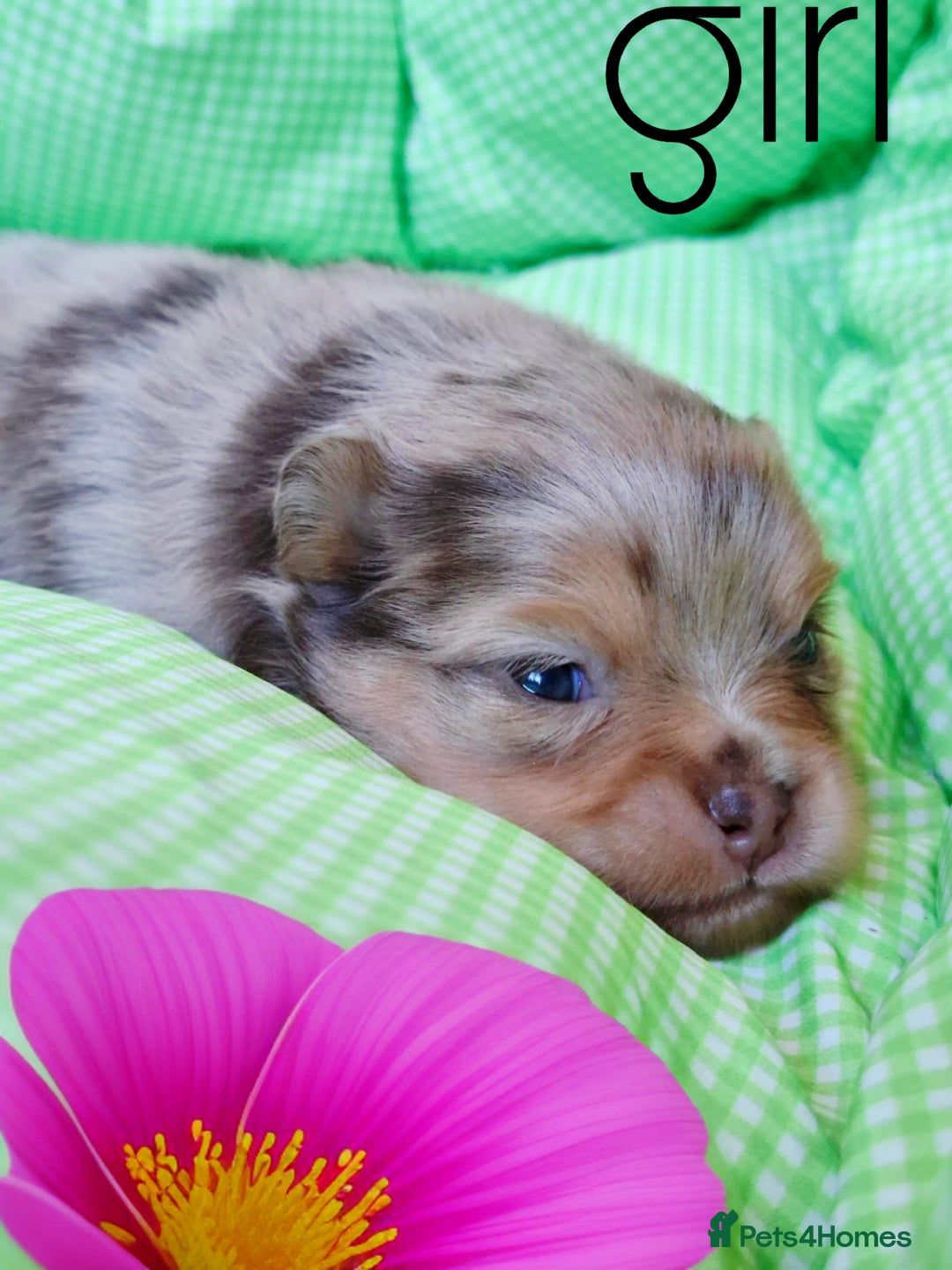 Pomeranian dogs for sale:  KC Teddy Face Merle, Black Exquisite Petite Girls - Advert 1