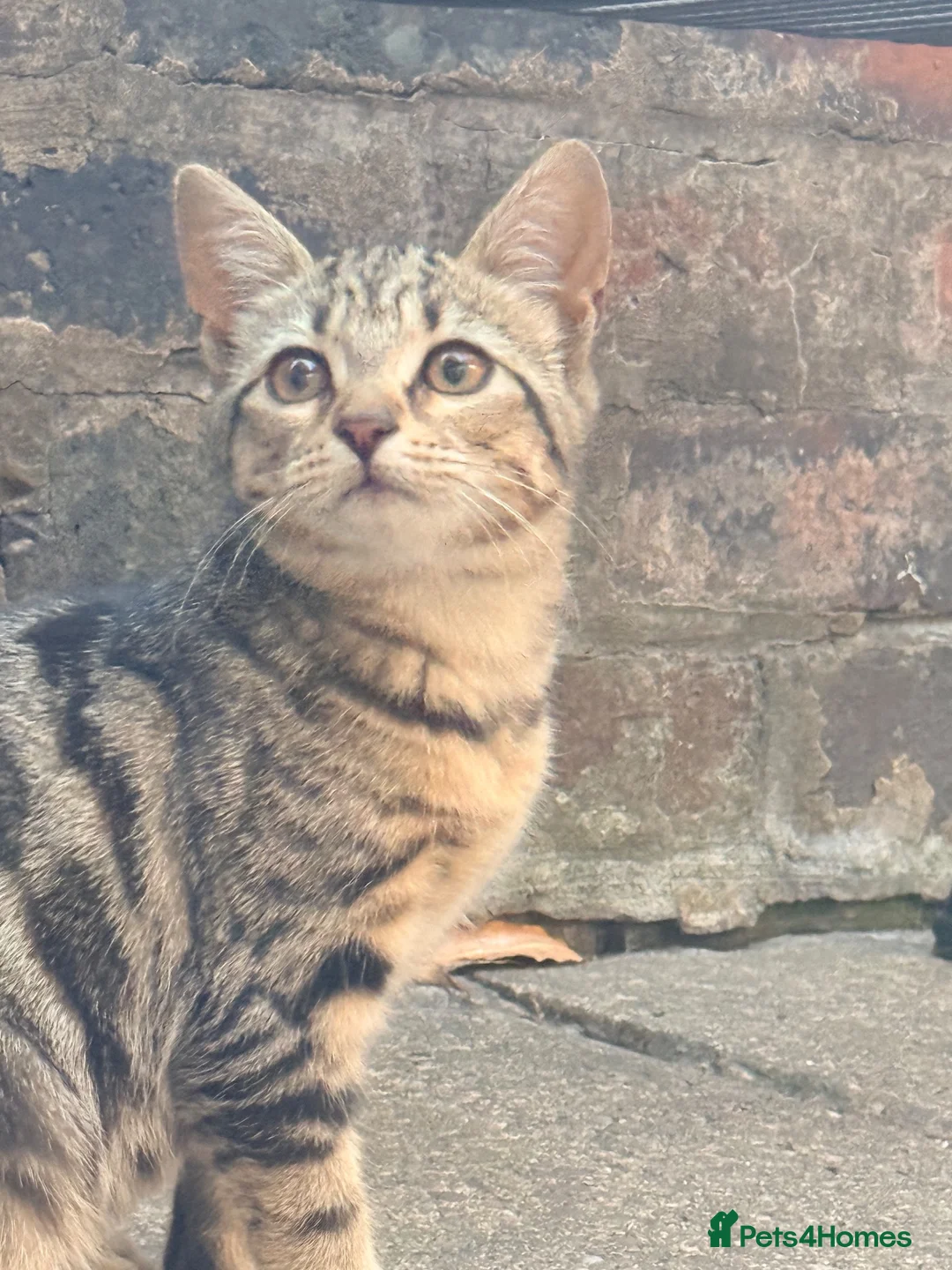 Mixed Breed cats for sale: 🐱 2 Beautiful Kittens Looking for Homes 🏡 in West Bromwich - Advert 7