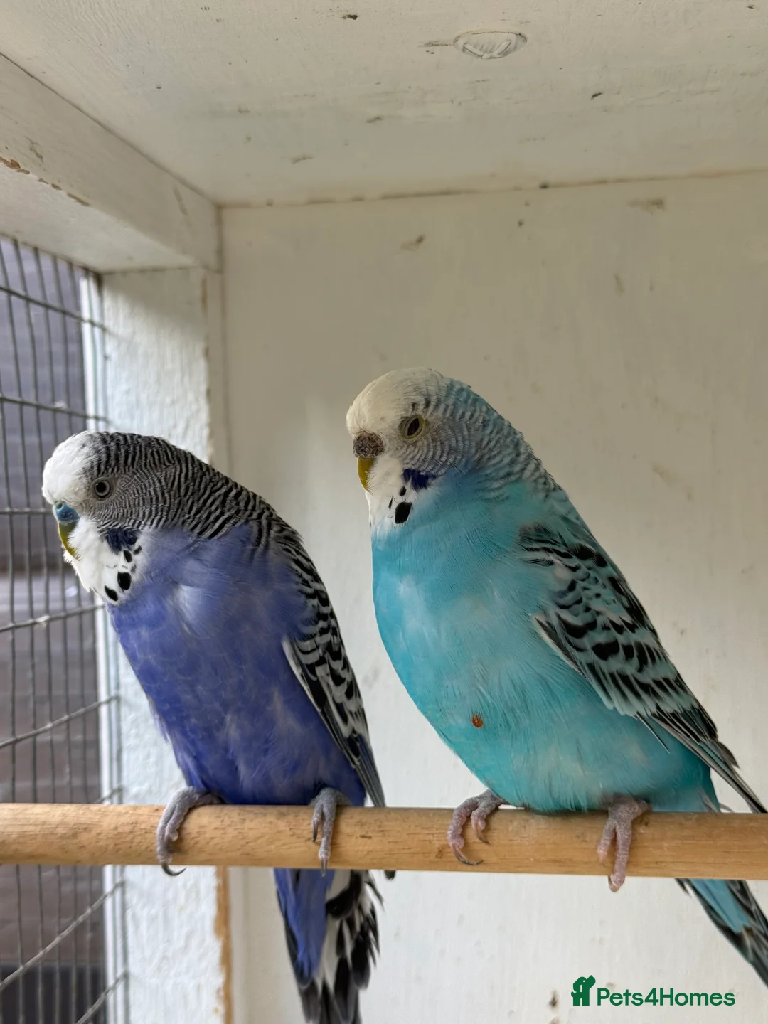 Budgerigars birds for sale: Beautiful 🤩 pair of budgies  - Advert 9