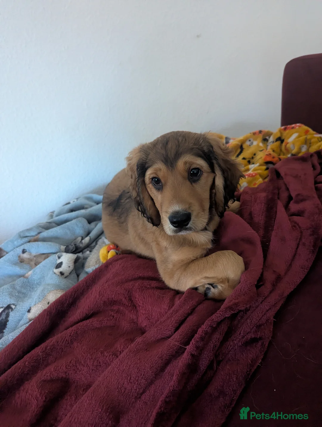 Mixed Breed dogs for sale: 2 brown golden retriever/ Britney spaniel mix - Advert 2