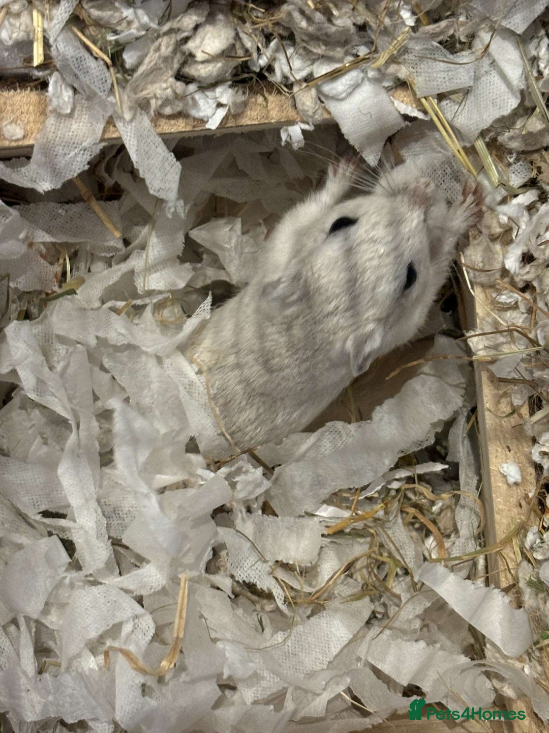 Gerbil rodents for sale: 10 Gerbils for sale to good homes  - Advert 7