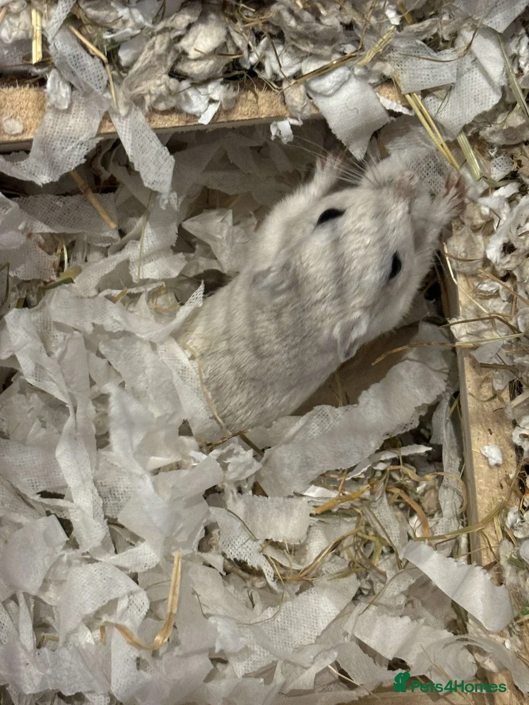 Gerbil rodents for sale: 10 Gerbils for sale to good homes  - Advert 7