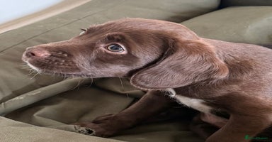 Mixed Breed dogs - Advert 5