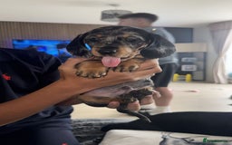 Miniature Dachshund dogs for sale: Adorable Miniature Dachshund Puppies - Image 5