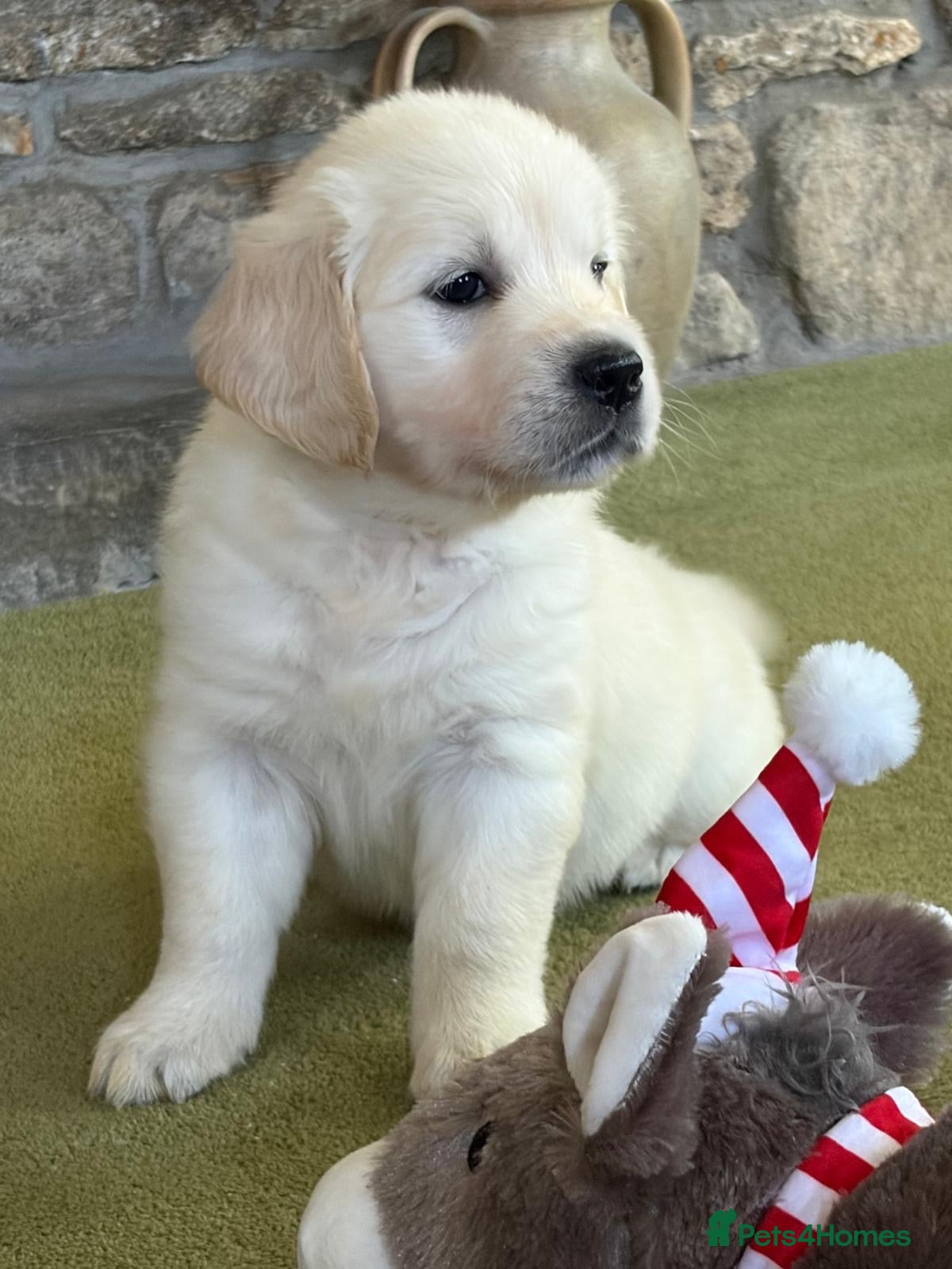 Golden Retriever dogs Beautiful healthy puppies - Advert 1