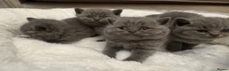 British Shorthair cats for sale: GCCF champion Blue British shorthair kittens. - Advert 7