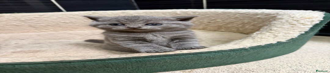 British Shorthair Kitten 1