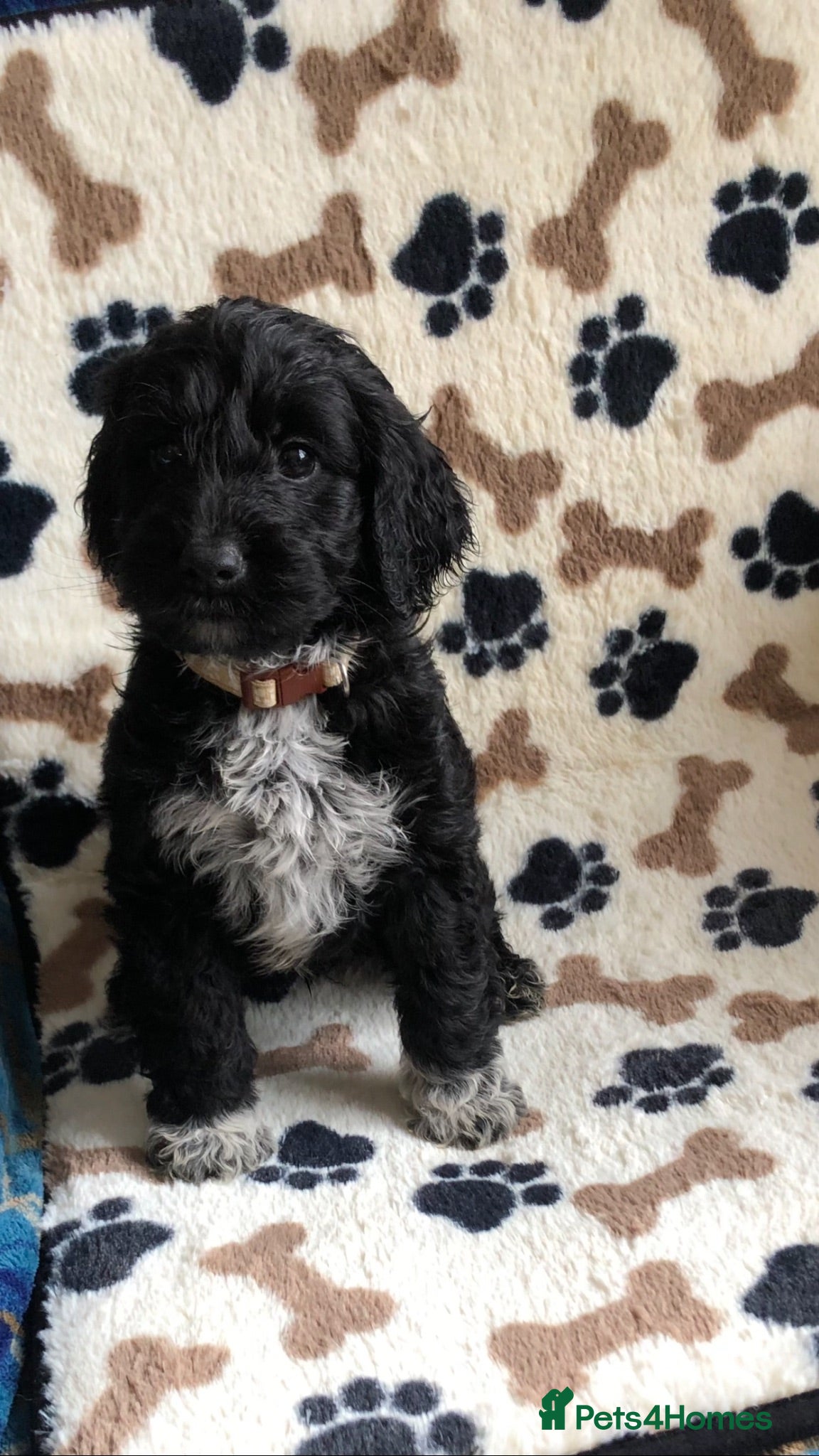 Cockapoo dogs Exclusive cockapoo puppies . - Advert 1