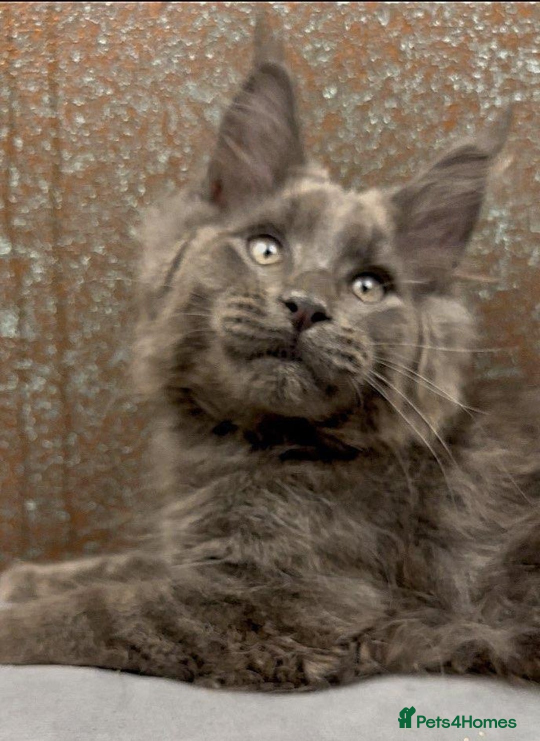 Maine Coon cats for sale: Championship bloodline GCCF Maine Coon kittens - Image 12
