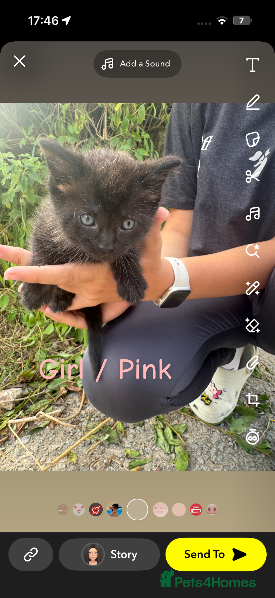 Mixed Breed cats for sale: Kittens mix breed - Image 7
