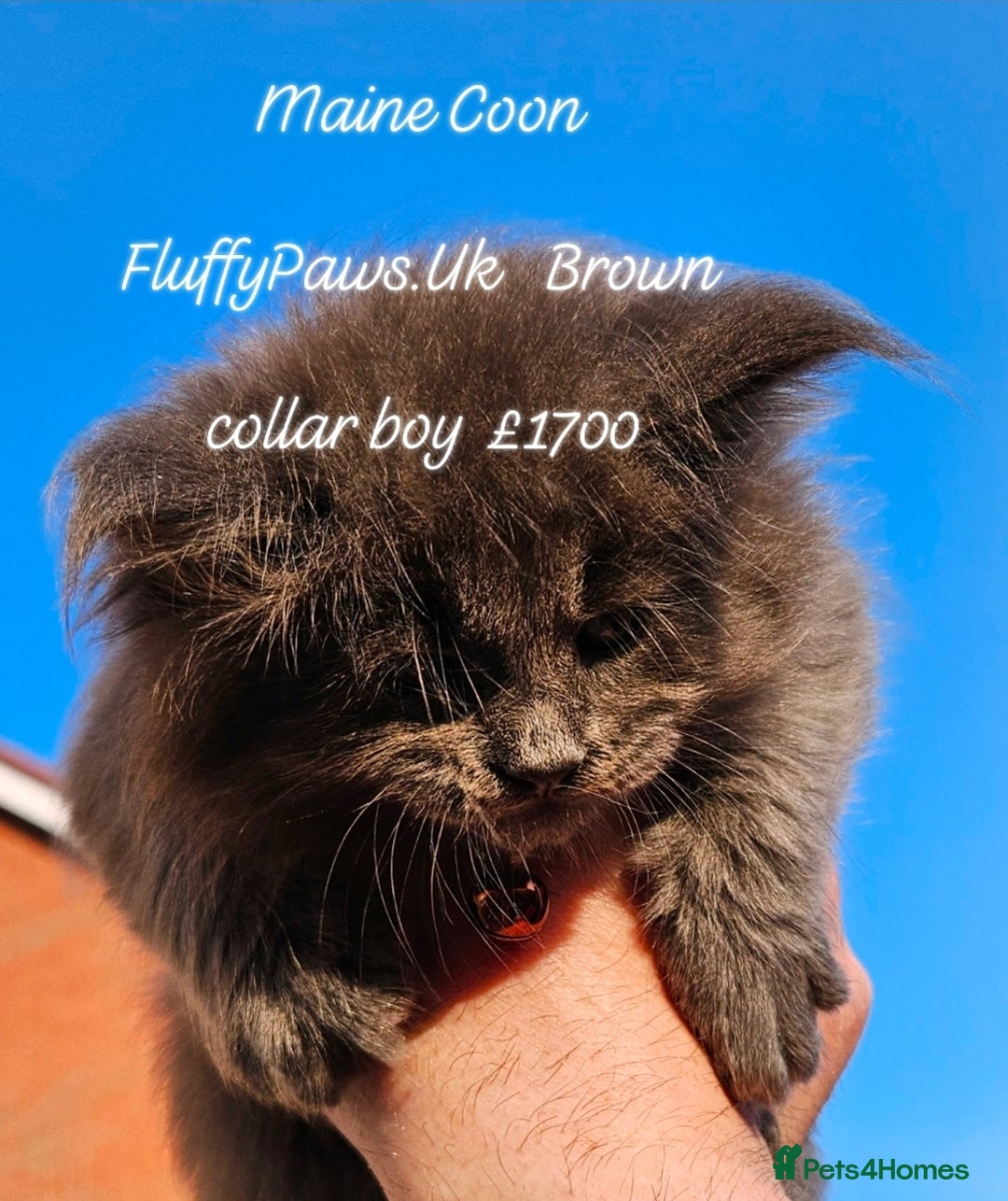 Maine Coon cats for sale: Maine Coons FluffyPaws.Uk  - Image 4