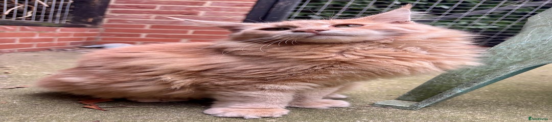 Maine Coon Kitten 2