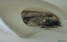 Persian cats for sale: Mother & daughter rehoming together pls - Image 12