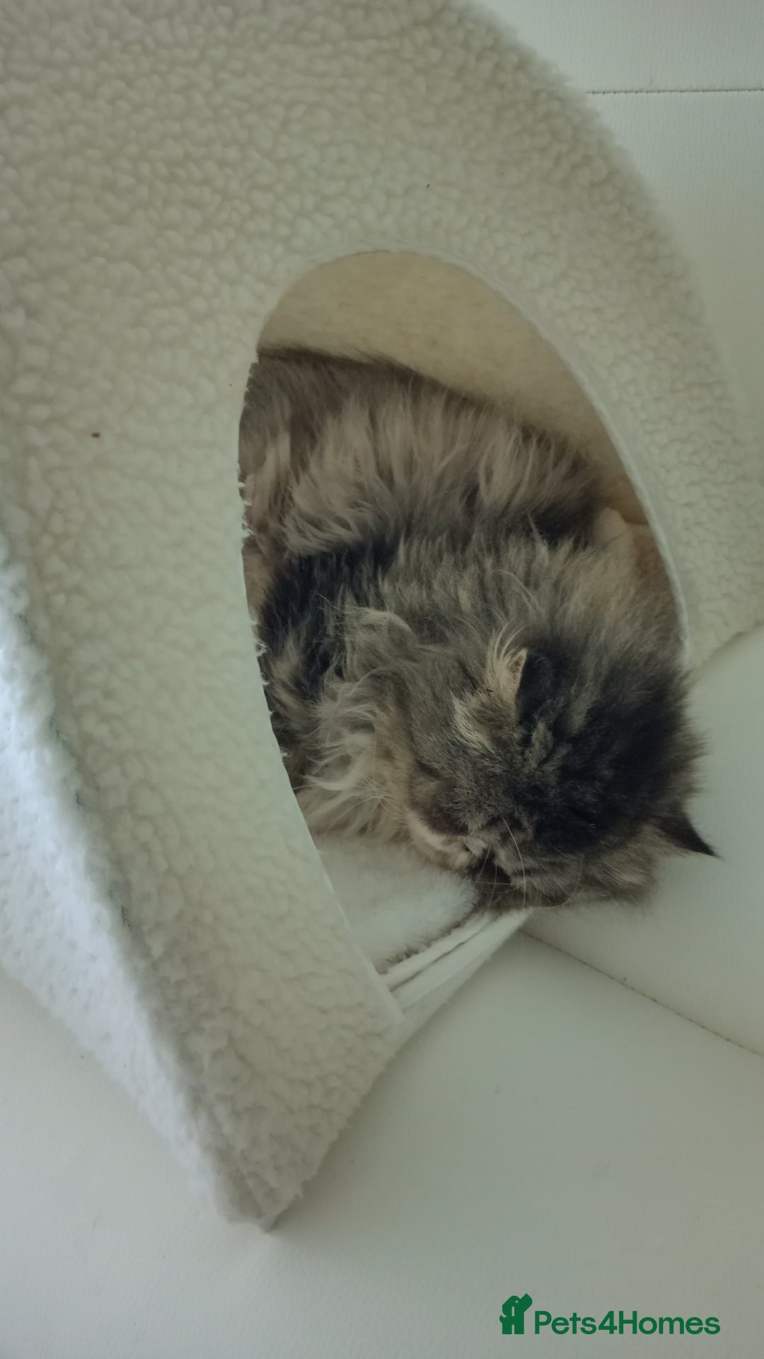 Persian cats for sale: Mother & daughter rehoming together pls - Image 12