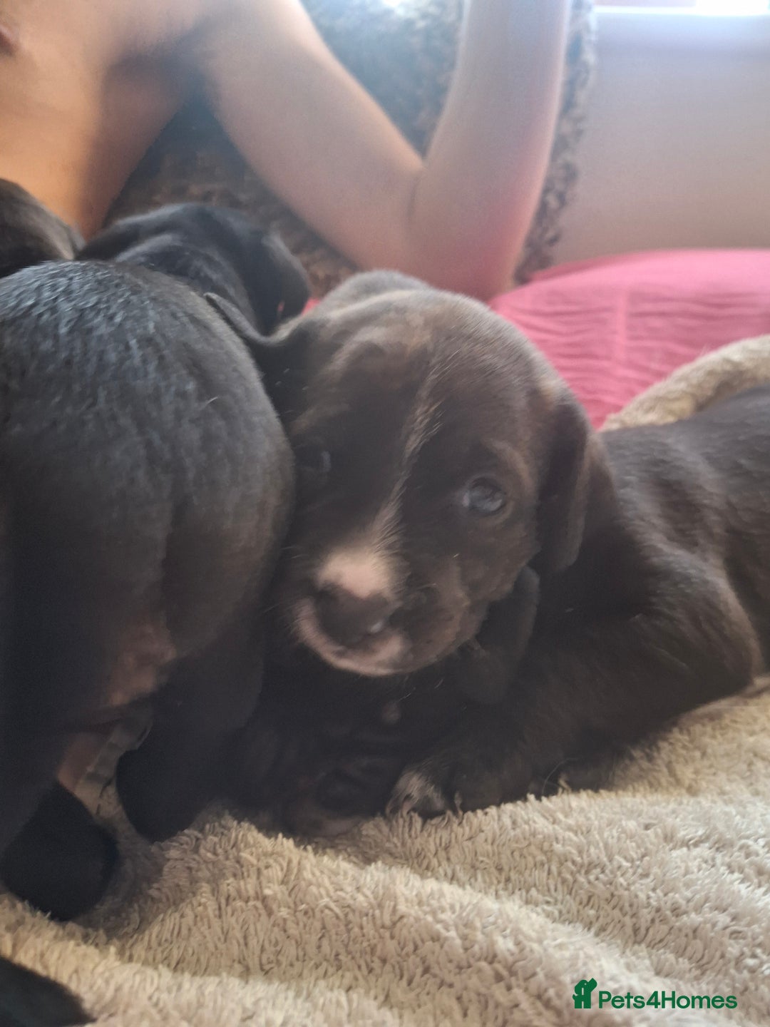 Mixed Breed dogs for sale: 2 boy 2 girls springer mixed with staff puppys - Image 13