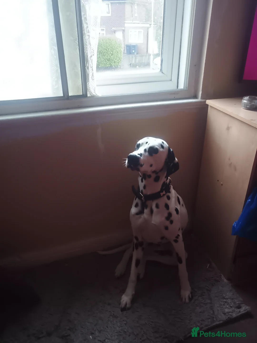 Dalmatian dogs for sale: Pongo - Advert 5