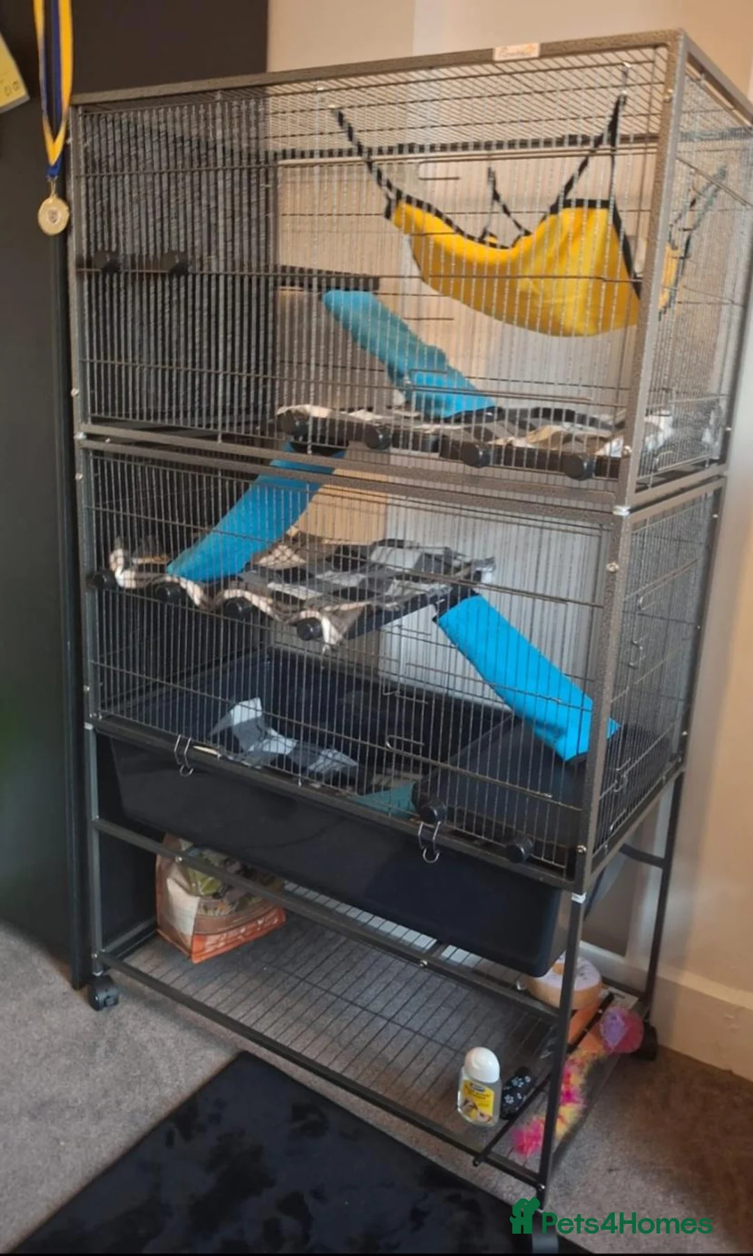 Ferret rodents for sale: 2 baby Jills in Colchester - Advert 4