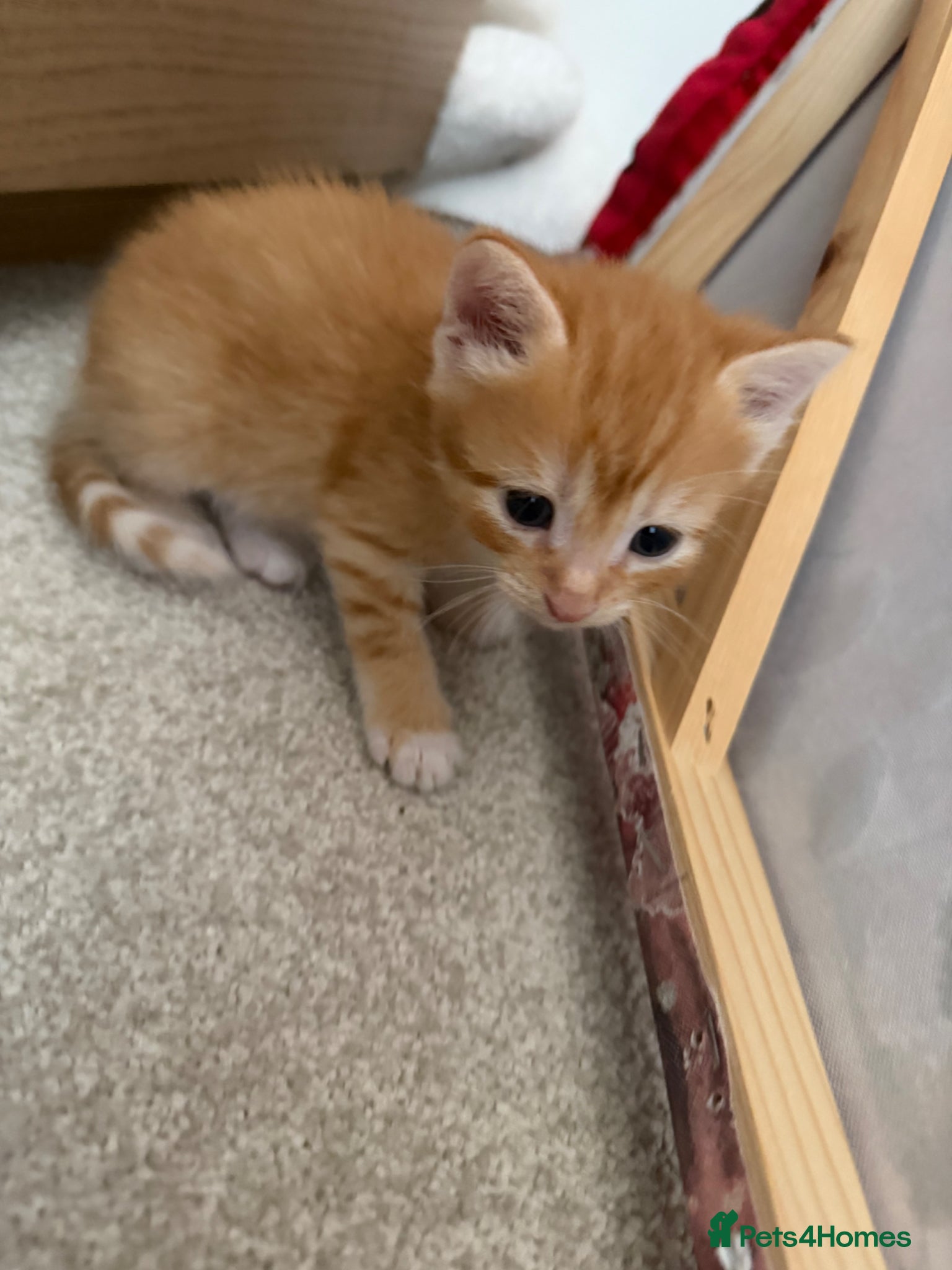 British Shorthair cats for sale: 8 gorgeous kittens  - Advert 2