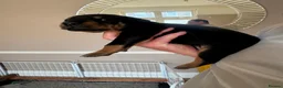 Dobermann dogs for sale: 3 chunky Dobermans puppies  - Advert 3