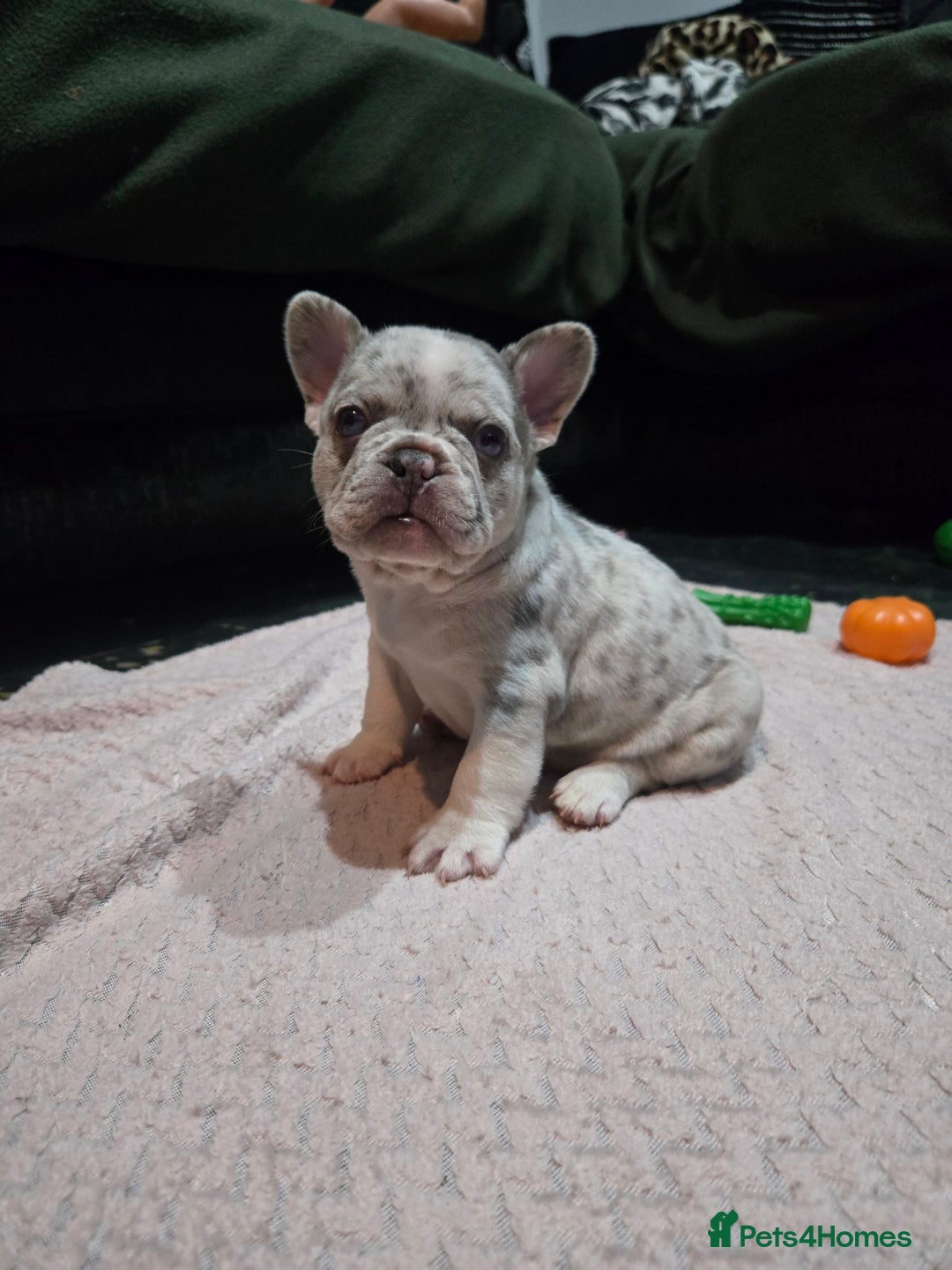 French Bulldog dogs for sale: French bulldog pups ready in 2 weeks - Advert 11