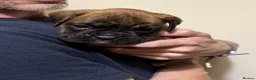 Boxer dogs for sale: Boxer puppys - Advert 11
