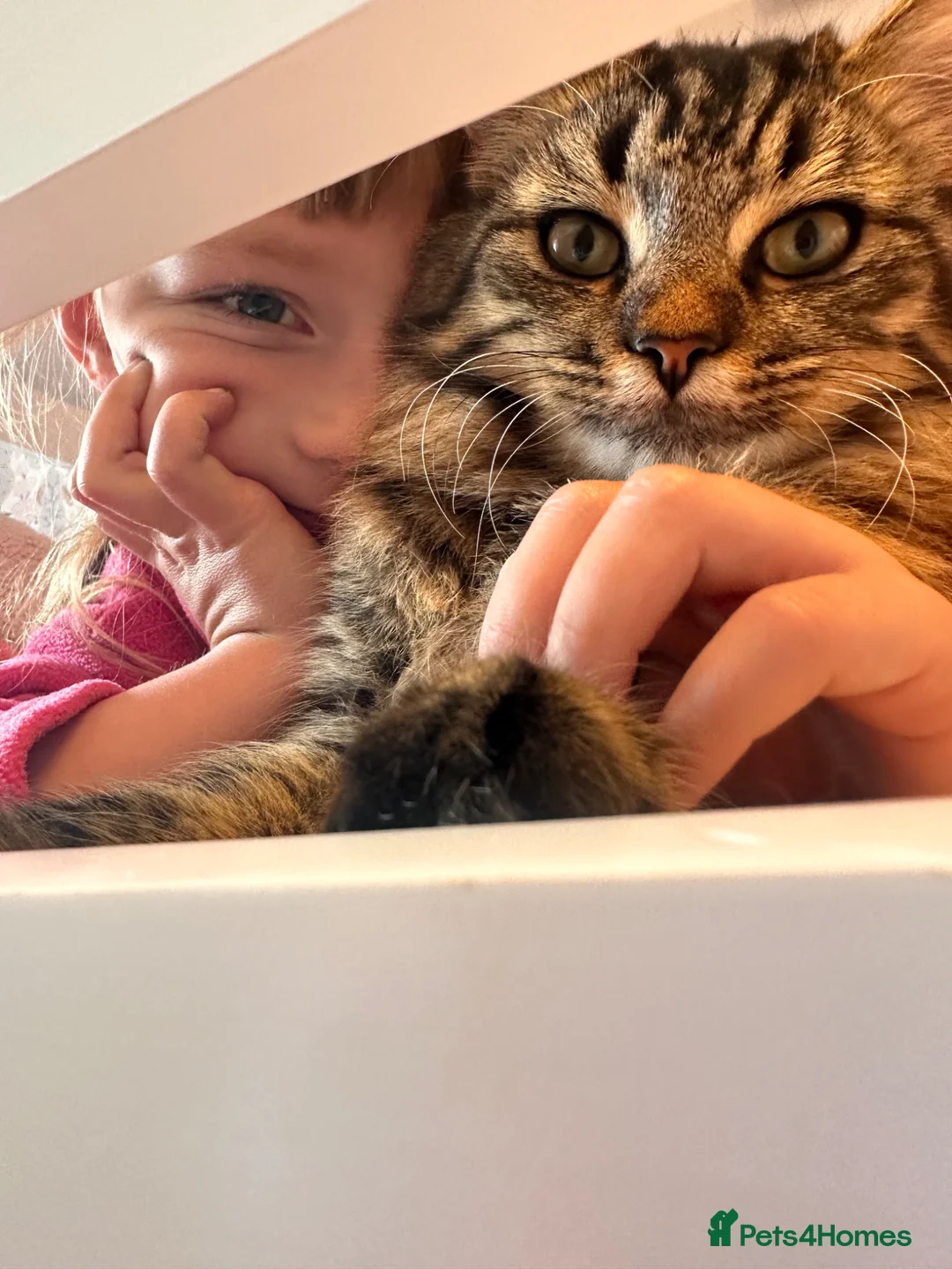 Mixed Breed cats for sale: ONE BOY LEFT in Berwick-upon-Tweed - Advert 3