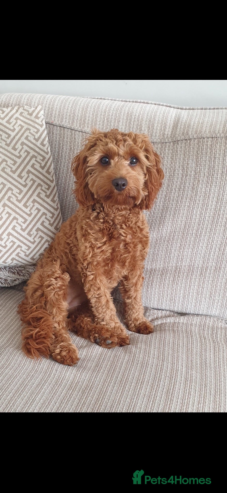 Cavapoo dogs Last TEDDY BEAR Cavapoo puppy - stunning litter  - Advert 2