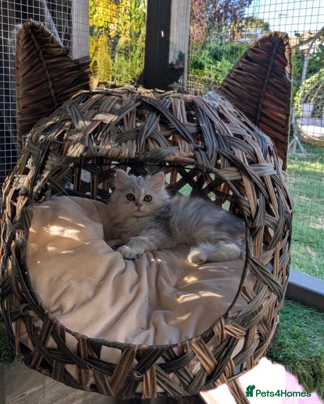 Persian cats Silver Persians waiting for for cuddles 🥰  - Advert 15