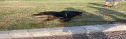 Rottweiler dogs for sale: Rottweiler in Crewe - Advert 1