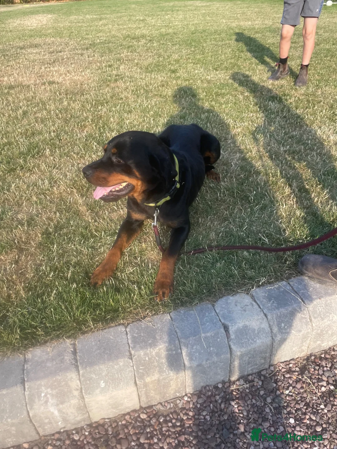 Rottweiler dogs for sale: Rottweiler in Crewe - Advert 1