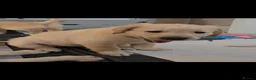 Golden Retriever dogs for sale: Stunning KC golden retriever puppies - Advert 7